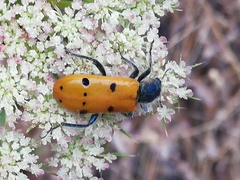 Trichodes octopunctatus
