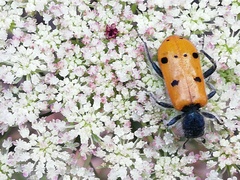 Trichodes octopunctatus