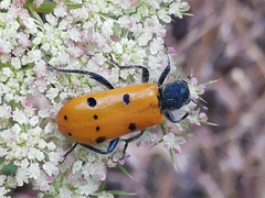 Trichodes octopunctatus