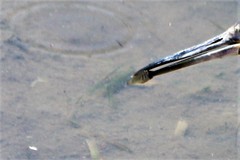 Cyprinodon variegatus