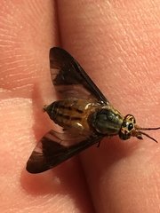 Chrysops moechus