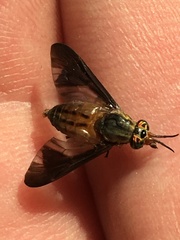 Chrysops moechus