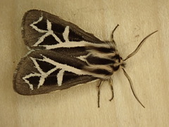 Apantesis williamsii