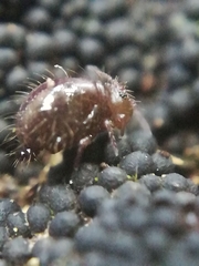 Allacma fusca
