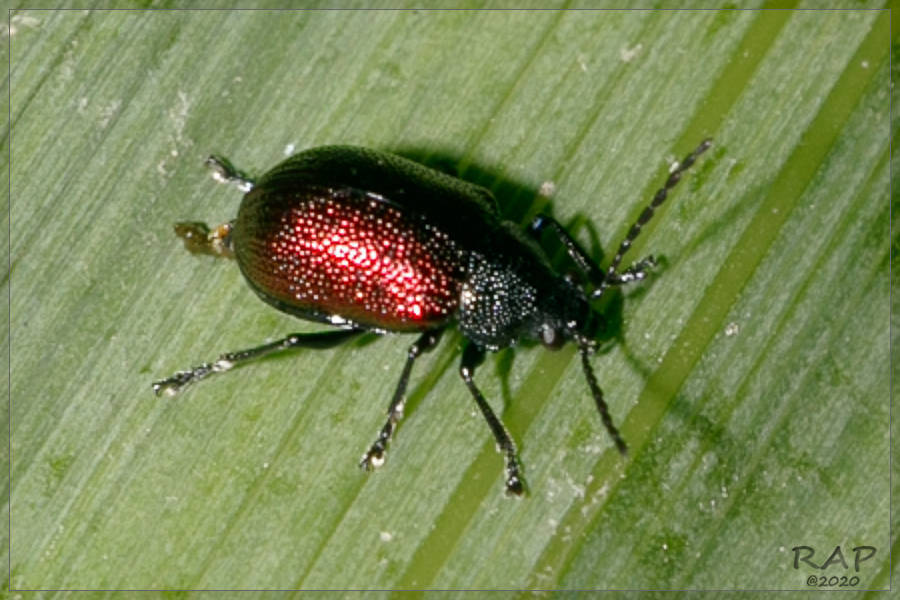 Freudeita