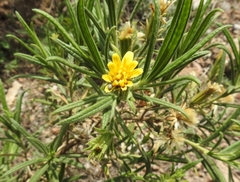 Trixis angustifolia