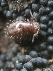 Allacma fusca