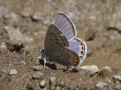 Icaricia lupini