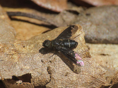 Hemipenthes velutina
