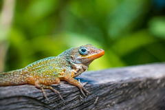 Anolis oculatus