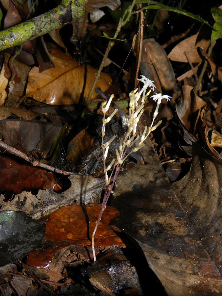 Gymnosiphon panamensis