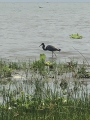 Egretta tricolor