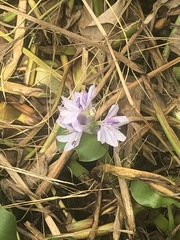 Pontederia crassipes