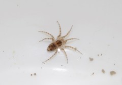 Oecobius maculatus