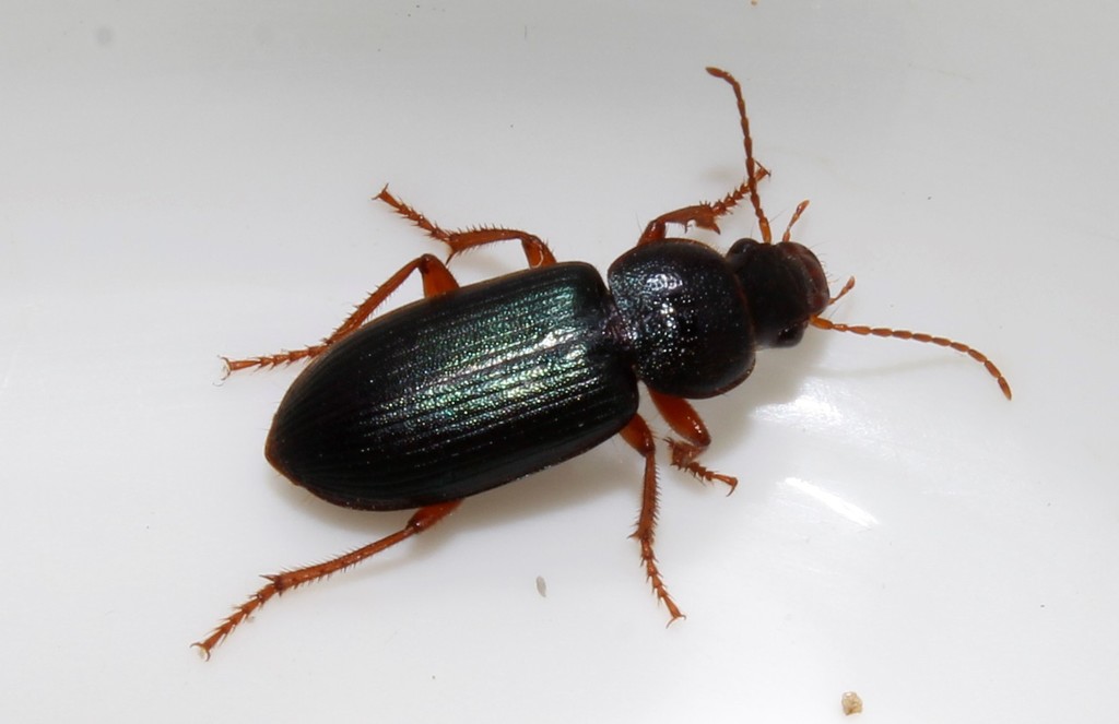 Ophonus azureus