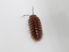 Armadillidium insulanum