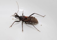 Coranus tuberculifer