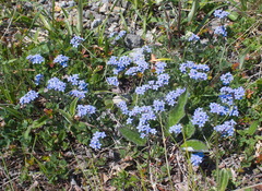 Eritrichium sericeum