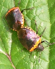 Cosmopepla uhleri