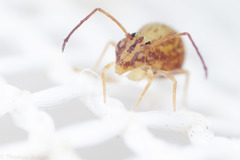 Ptenothrix maculosa olympia