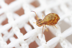 Ptenothrix maculosa olympia