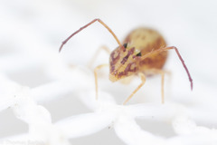 Ptenothrix maculosa olympia