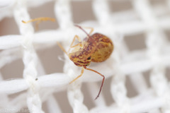 Ptenothrix maculosa olympia