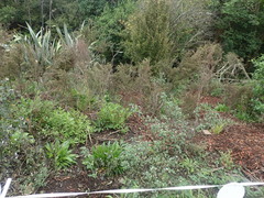 Haloragis erecta erecta