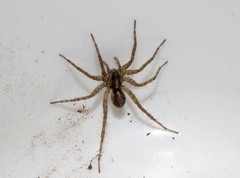 Pardosa hortensis