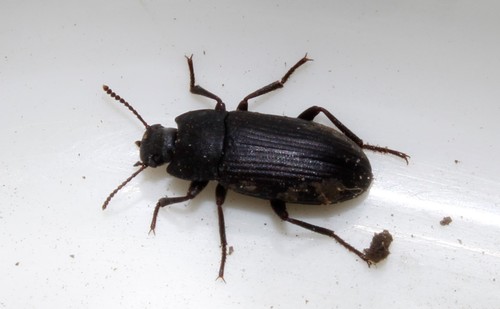 Representative image of Gonocephalum rusticum