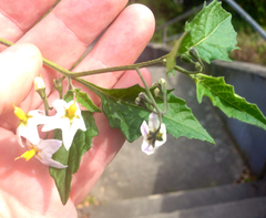 Solanum furcatum