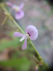 Hylodesmum glutinosum