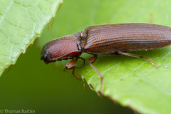 Athous rufiventris