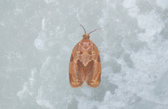 Clepsis listerana