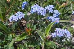 Eritrichium sericeum