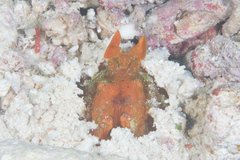 Lysiosquilloides mapia