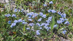 Eritrichium sericeum