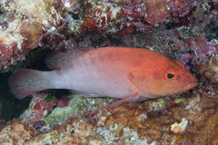 Cephalopholis spiloparaea