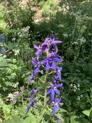 Delphinium barbeyi