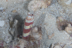 Amblyeleotris wheeleri