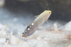 Koumansetta rainfordi