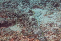 Epinephelus maculatus