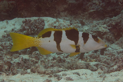 Plectropomus laevis