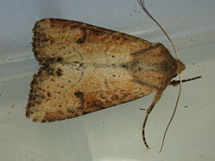 Apamea alia
