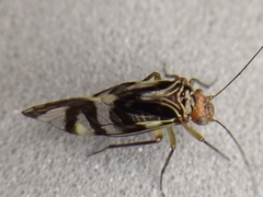 Cerastipsocus trifasciatus