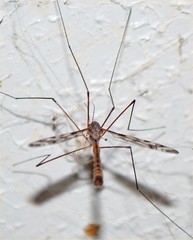 Tipulinae