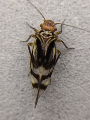 Cerastipsocus trifasciatus