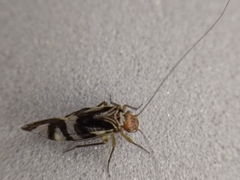 Cerastipsocus trifasciatus