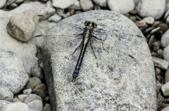Phanogomphus quadricolor