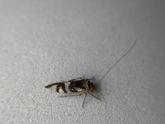 Cerastipsocus trifasciatus